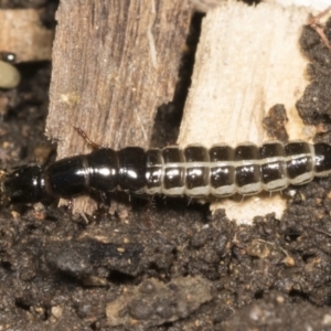 Staphylinidae (family) at Higgins, ACT - 22 Dec 2021 10:49 AM