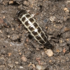 Staphylinidae (family) at Higgins, ACT - 22 Dec 2021 10:49 AM