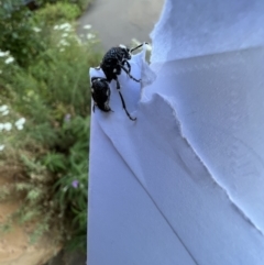 Bothriomutilla rugicollis (Mutillid wasp or velvet ant) at Murrumbateman, NSW - 22 Dec 2021 by SimoneC