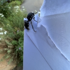 Bothriomutilla rugicollis (Mutillid wasp or 'Velvet ant') at Murrumbateman, NSW - 21 Dec 2021 by SimoneC