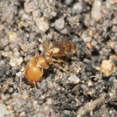 Pheidole sp. (genus) (Seed-harvesting ant) at Higgins, ACT - 8 Nov 2021 by AlisonMilton