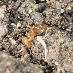 Pheidole sp. (genus) at Higgins, ACT - 9 Nov 2021 08:08 AM