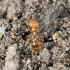 Pheidole sp. (genus) at Higgins, ACT - 9 Nov 2021