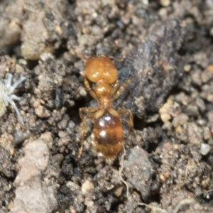 Pheidole sp. (genus) at Higgins, ACT - 9 Nov 2021 08:08 AM