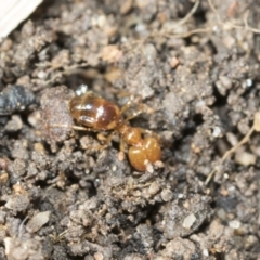 Pheidole sp. (genus) at Higgins, ACT - 9 Nov 2021