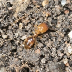 Pheidole sp. (genus) at Higgins, ACT - 9 Nov 2021 08:08 AM