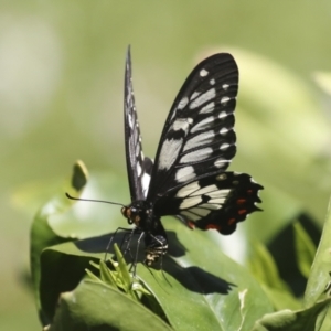Papilio anactus at Higgins, ACT - 22 Dec 2021