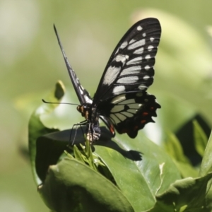 Papilio anactus at Higgins, ACT - 22 Dec 2021