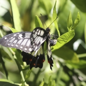 Papilio anactus at Higgins, ACT - 22 Dec 2021 02:30 PM