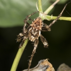 Backobourkia (genus) (An orb weaver) at Higgins, ACT - 19 Dec 2021 by AlisonMilton