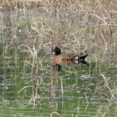 Anas castanea (Chestnut Teal) at Numeralla, NSW - 21 Dec 2021 by Steve_Bok