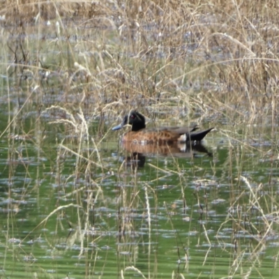 Anas castanea (Chestnut Teal) at Numeralla, NSW - 21 Dec 2021 by Steve_Bok