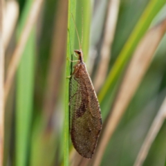 Osmylidae sp. (family) (Osmylid lacewing) at Cotter River, ACT - 21 Dec 2021 by DPRees125