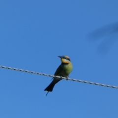 Merops ornatus (Rainbow Bee-eater) at Numeralla, NSW - 21 Dec 2021 by SteveBorkowskis