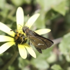 Taractrocera papyria (White-banded Grass-dart) at Dunlop, ACT - 7 Dec 2021 by AlisonMilton