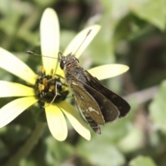 Taractrocera papyria at Dunlop, ACT - 7 Dec 2021