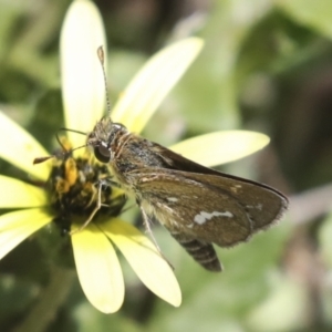 Taractrocera papyria at Dunlop, ACT - 7 Dec 2021