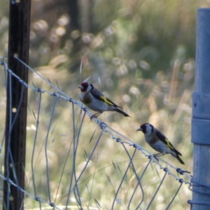 Carduelis carduelis at Numeralla, NSW - 21 Dec 2021