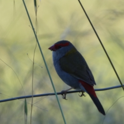 Neochmia temporalis (Red-browed Finch) at Numeralla, NSW - 21 Dec 2021 by Steve_Bok