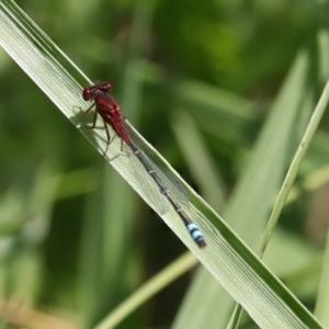 Xanthagrion erythroneurum at Dunlop, ACT - 7 Dec 2021