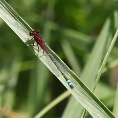 Xanthagrion erythroneurum (Red & Blue Damsel) at West Belconnen Pond - 7 Dec 2021 by AlisonMilton