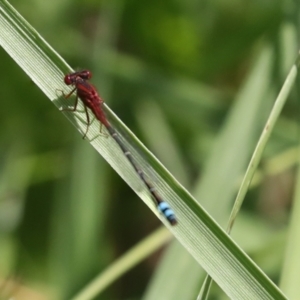 Xanthagrion erythroneurum at Dunlop, ACT - 7 Dec 2021