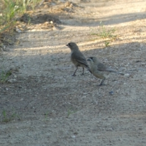 Aphelocephala leucopsis at Numeralla, NSW - suppressed