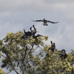 Phalacrocorax sulcirostris (Little Black Cormorant) at Dunlop, ACT - 6 Dec 2021 by AlisonMilton