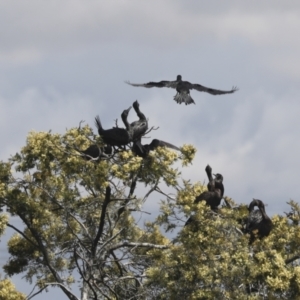 Phalacrocorax sulcirostris at Dunlop, ACT - 7 Dec 2021