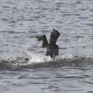 Phalacrocorax sulcirostris at Dunlop, ACT - 7 Dec 2021