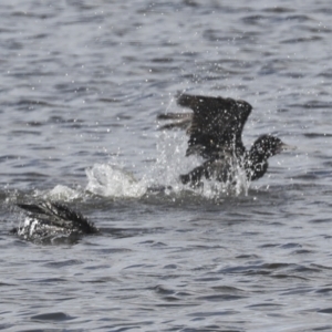 Phalacrocorax sulcirostris at Dunlop, ACT - 7 Dec 2021