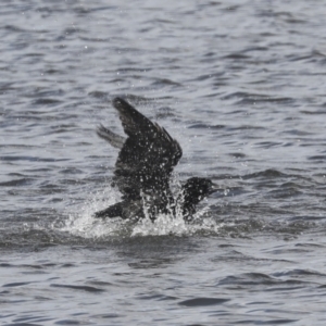 Phalacrocorax sulcirostris at Dunlop, ACT - 7 Dec 2021