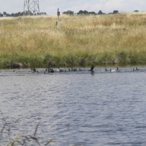 Phalacrocorax sulcirostris at Dunlop, ACT - 7 Dec 2021