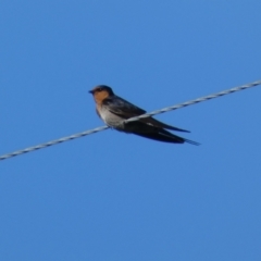 Hirundo neoxena (Welcome Swallow) at Numeralla, NSW - 21 Dec 2021 by Steve_Bok