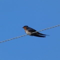 Hirundo neoxena at Numeralla, NSW - 21 Dec 2021