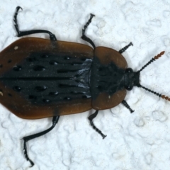 Ptomaphila lacrymosa (Carrion Beetle) at Ainslie, ACT - 21 Dec 2021 by jbromilow50