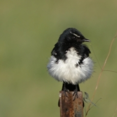 Rhipidura leucophrys (Willie Wagtail) at Numeralla, NSW - 21 Dec 2021 by SteveBorkowskis