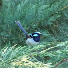 Malurus cyaneus (Superb Fairywren) at Numeralla, NSW - 21 Dec 2021 by Steve_Bok