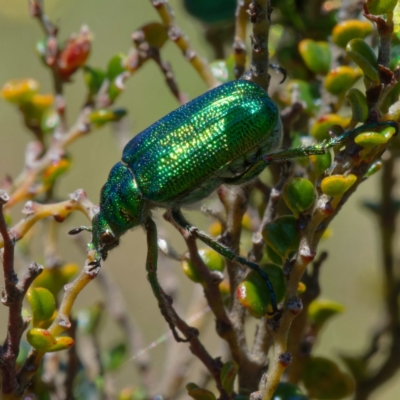 Diphucephala sp. (genus) (Green Scarab Beetle) at Cotter River, ACT - 21 Dec 2021 by DPRees125