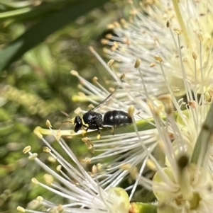 Hylaeus (Gnathoprosopis) euxanthus at Murrumbateman, NSW - 22 Dec 2021