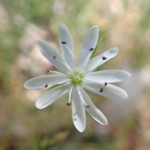 Stellaria pungens at Aranda, ACT - 22 Dec 2021