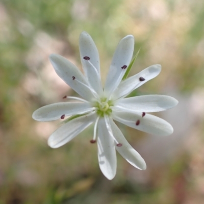 Stellaria pungens (Prickly Starwort) at Aranda, ACT - 21 Dec 2021 by drakes