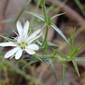 Stellaria pungens at Aranda, ACT - 22 Dec 2021