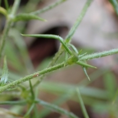 Stellaria pungens at Aranda, ACT - 22 Dec 2021