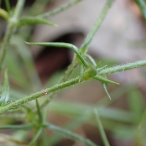 Stellaria pungens at Aranda, ACT - 22 Dec 2021