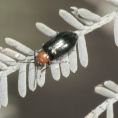 Adoxia benallae (Leaf beetle) at The Pinnacle - 17 Oct 2021 by AlisonMilton