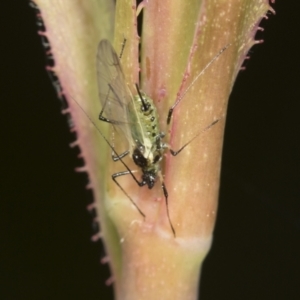 Macrosiphum rosae at Higgins, ACT - 26 Oct 2021