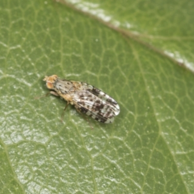 Tephritidae sp. (family) (Unidentified Fruit or Seed fly) at Higgins, ACT - 25 Oct 2021 by AlisonMilton