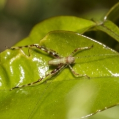 Phaneropterinae (subfamily) (Leaf Katydid, Bush Katydid) at Higgins, ACT - 21 Oct 2021 by AlisonMilton