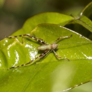 Phaneropterinae (subfamily) at Higgins, ACT - 21 Oct 2021